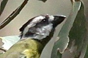 Crested Shrike-tit (Falcunculus frontatus)